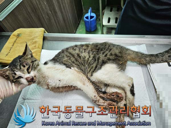 한국동물구조관리협회_441392202400215